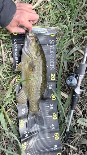スモールマウスバスの釣果