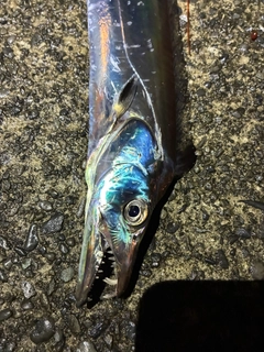 タチウオの釣果