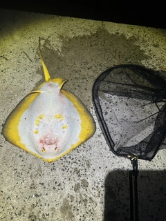 アカエイの釣果