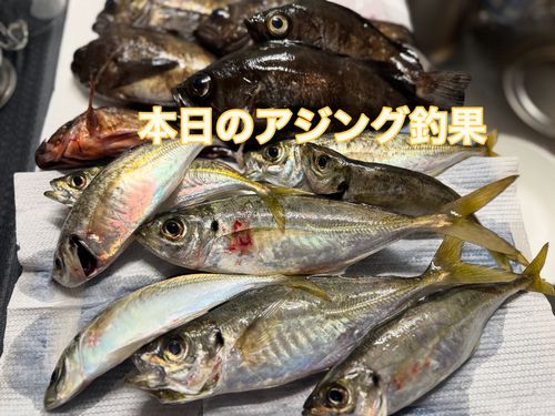 アジの釣果