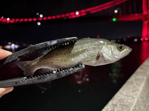 セイゴ（ヒラスズキ）の釣果