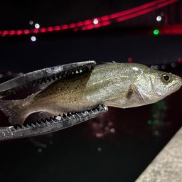 セイゴ（ヒラスズキ）