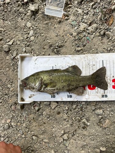 知多半島野池群