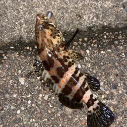 チャイロマルハタ