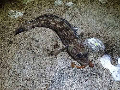 アイナメの釣果