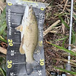 スモールマウスバス