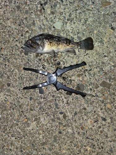 クロソイの釣果