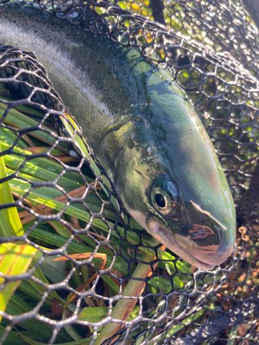 サクラマスの釣果