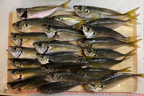 本牧海づり施設