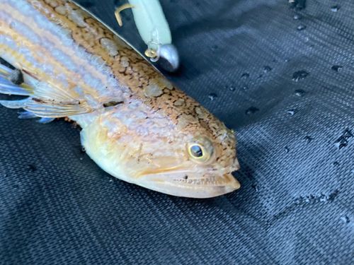 東京湾（アクアライン〜富津）