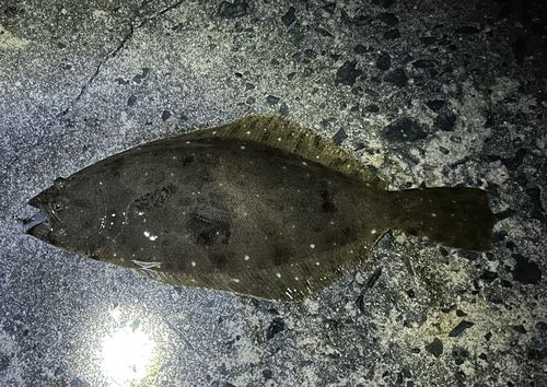 ヒラメの釣果