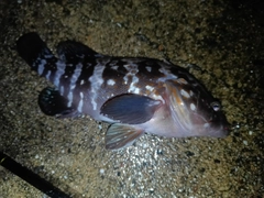 キジハタの釣果