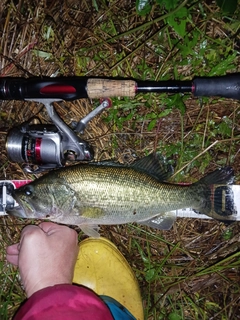 ラージマウスバスの釣果