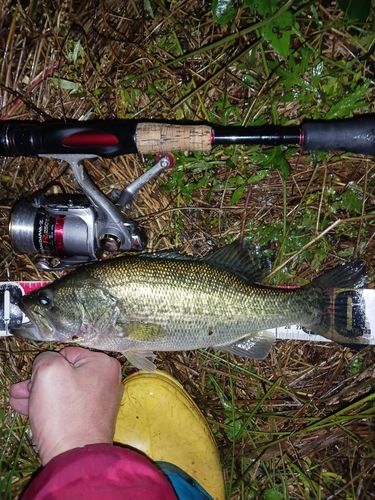 ラージマウスバスの釣果