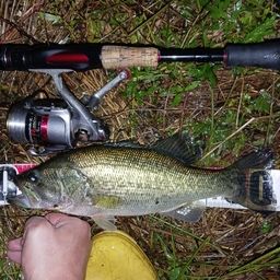 ラージマウスバス