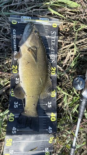 スモールマウスバスの釣果