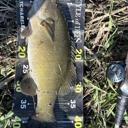 スモールマウスバス