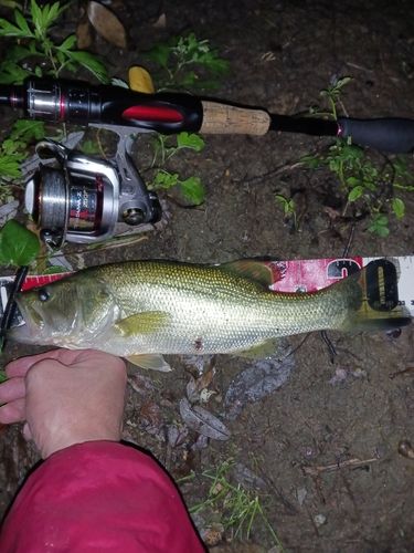 ラージマウスバスの釣果