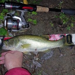 ラージマウスバス