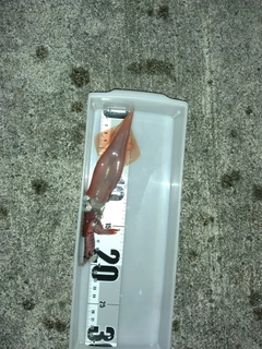 イカの釣果