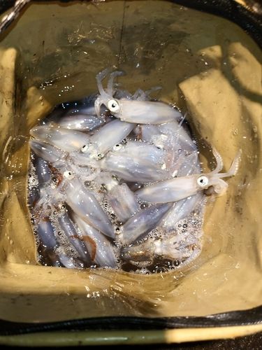 マメイカの釣果