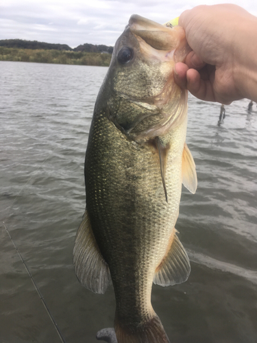 ラージマウスバスの釣果