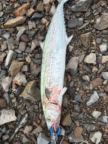 サワラの釣果