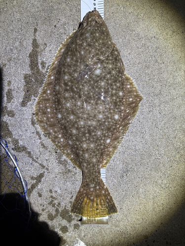 イシガレイの釣果