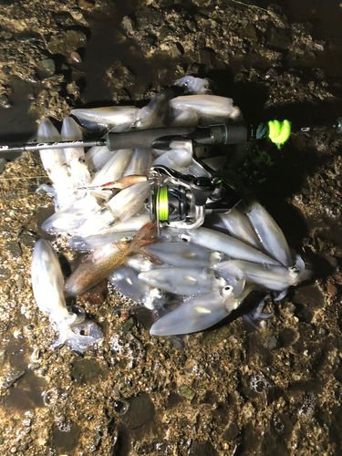 マメイカの釣果