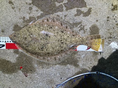 イシガレイの釣果