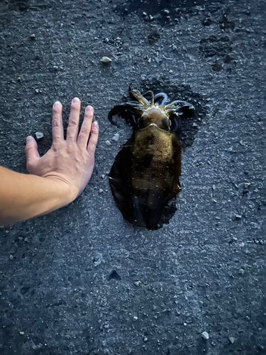 アオリイカの釣果