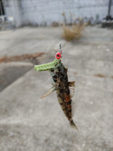 三陸海岸（宮城）