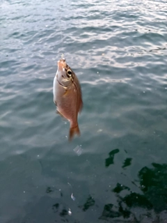 シリヤケイカの釣果