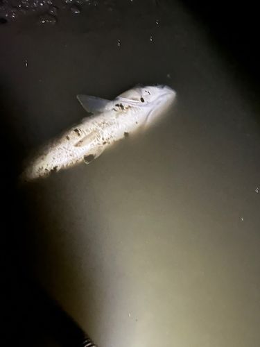 セイゴ（タイリクスズキ）の釣果