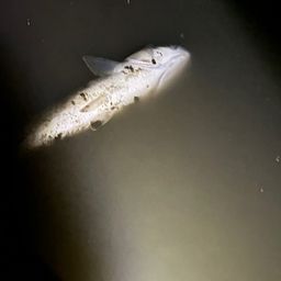 セイゴ（タイリクスズキ）