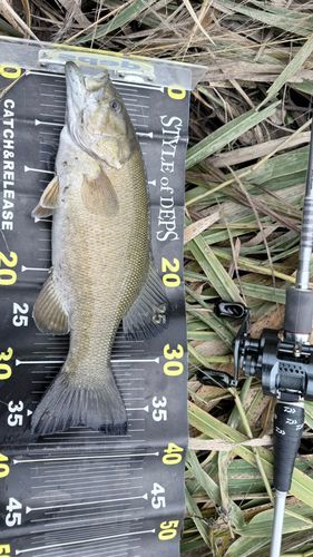 スモールマウスバスの釣果