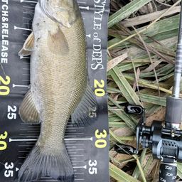 スモールマウスバス