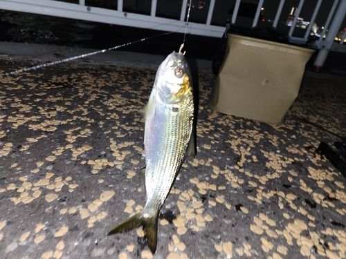 コノシロの釣果