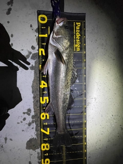 シーバスの釣果