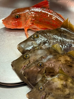 カワハギの釣果