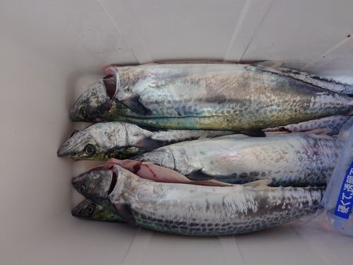 サゴシの釣果