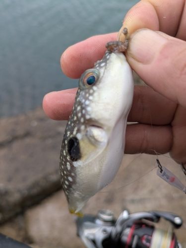 カタクチイワシの釣果