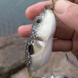 カタクチイワシ