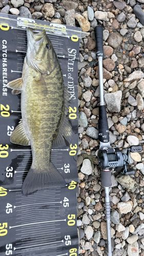 スモールマウスバスの釣果