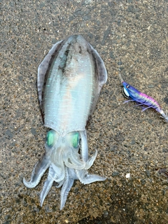 アオリイカの釣果