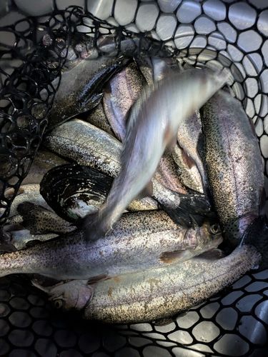 宮城アングラーズヴィレッジ