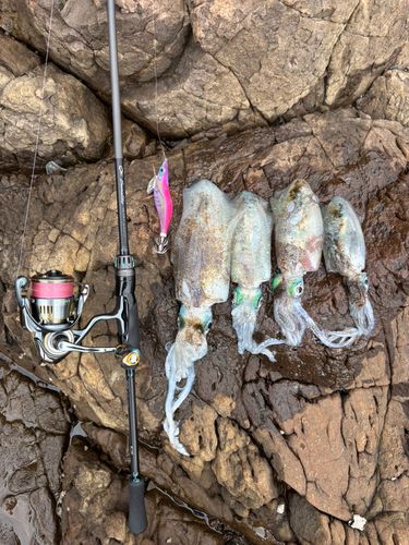 アオリイカの釣果