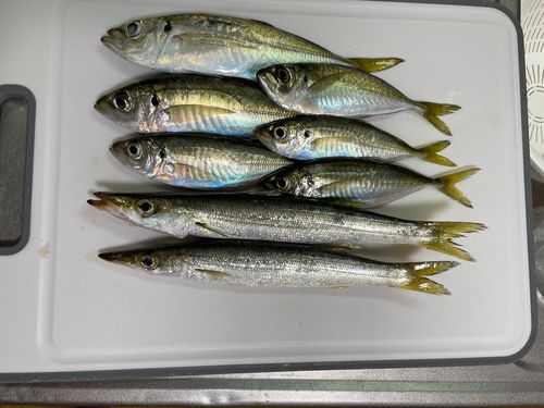 アジの釣果