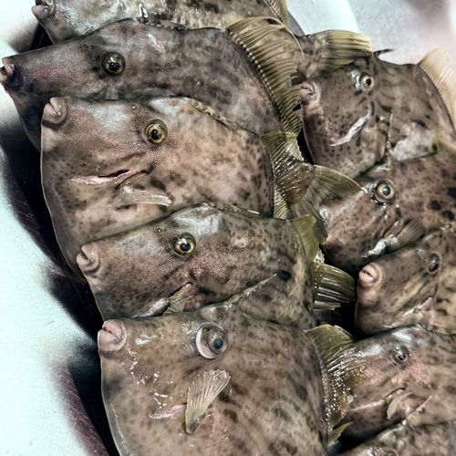 カワハギの釣果