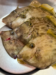 カワハギの釣果